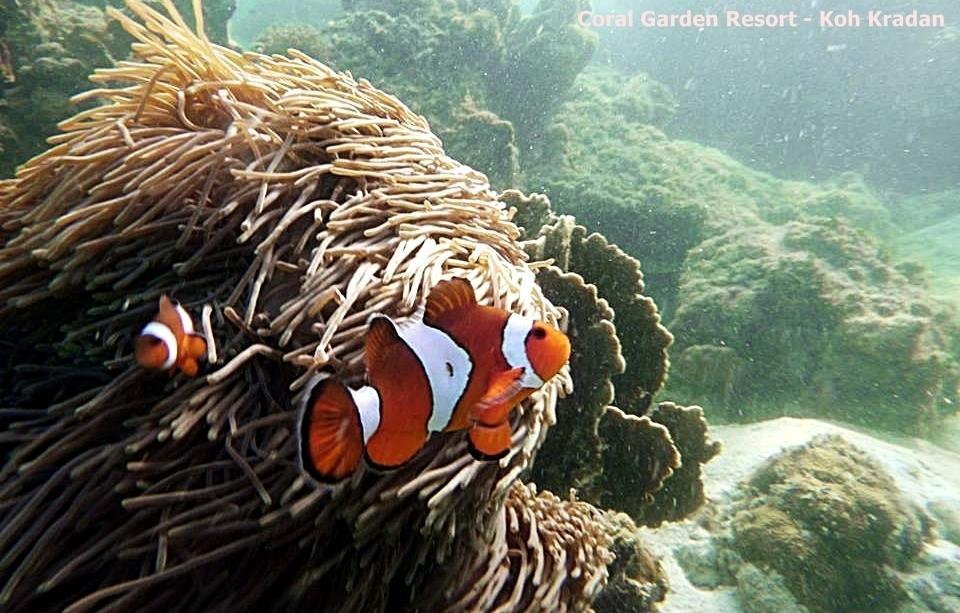 Coral Garden Resort Koh Kradan Dış mekan fotoğraf
