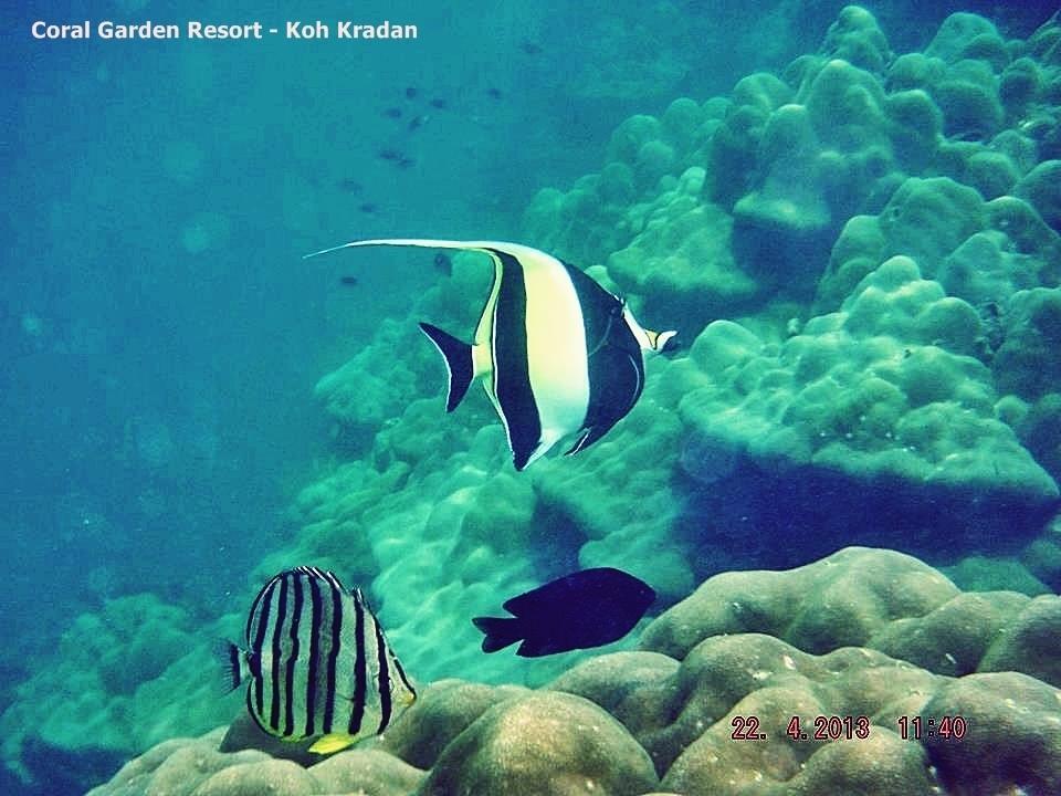 Coral Garden Resort Koh Kradan Dış mekan fotoğraf