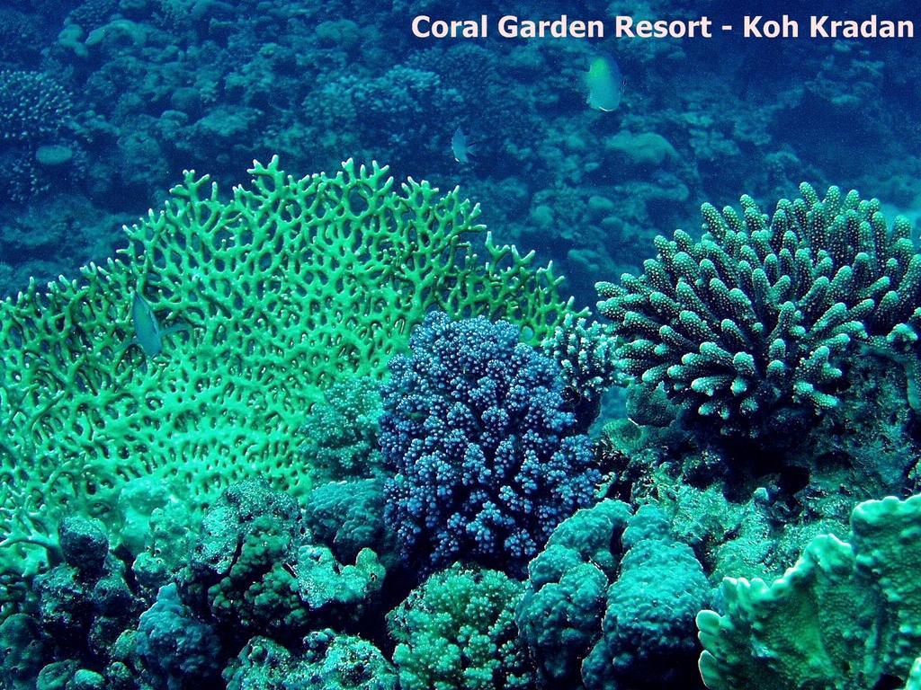 Coral Garden Resort Koh Kradan Dış mekan fotoğraf